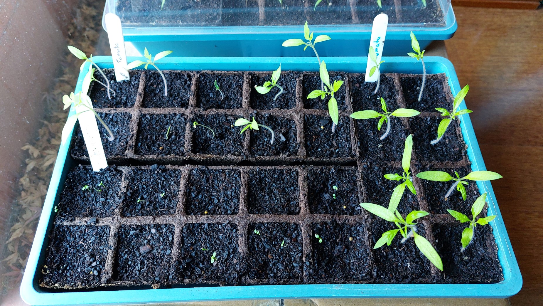 Tomato Seedlings appearing