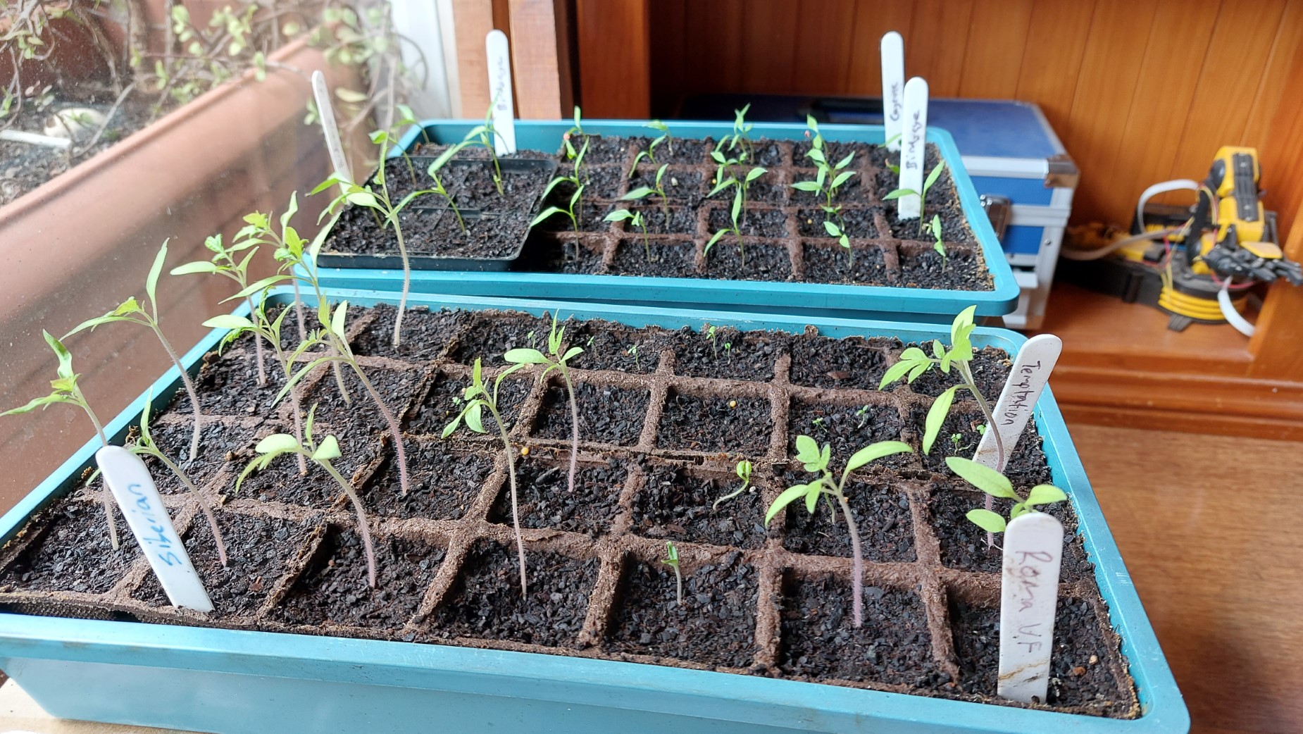 Replanting tomato seedlings into individual pots