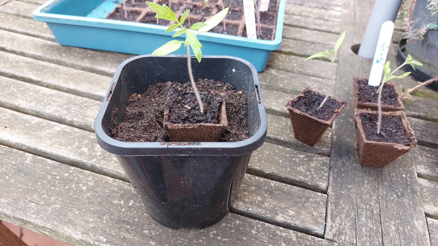 Replanting chillies into individual pots