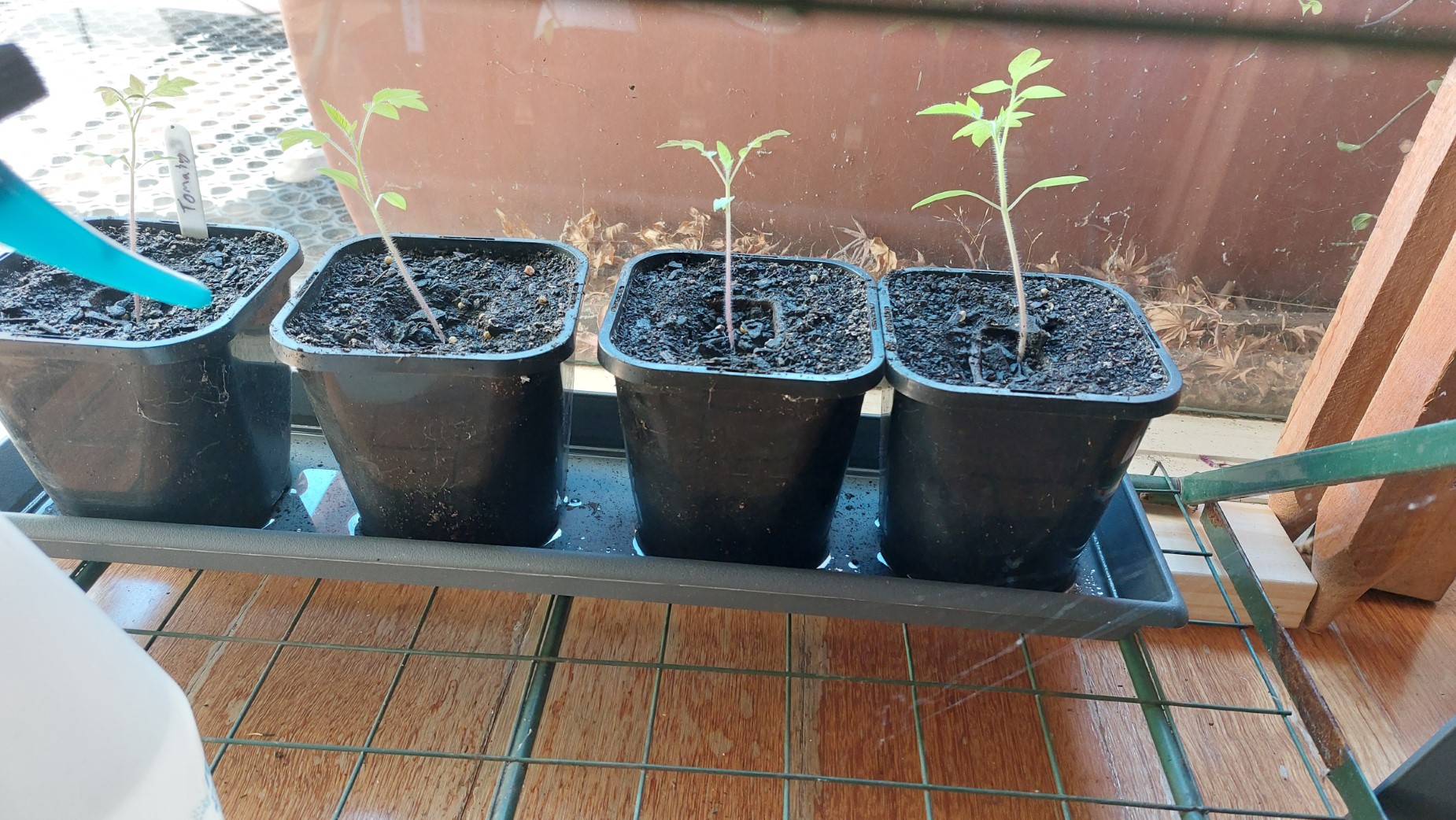 Seedlings on the bottom shelf