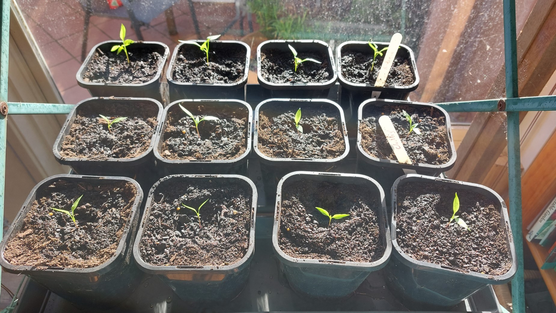 Replanted top level (Birds's Eye Chillies)