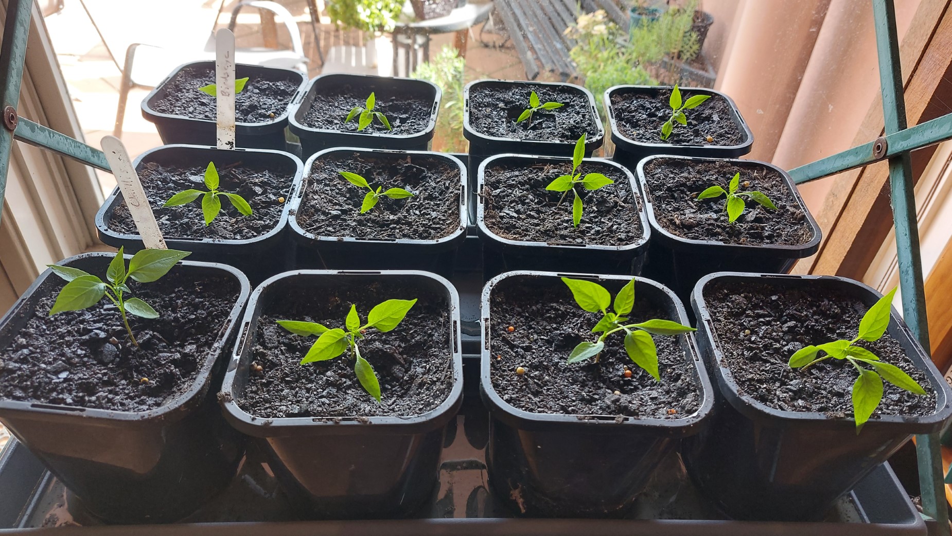 Replanting chillies into individual pots
