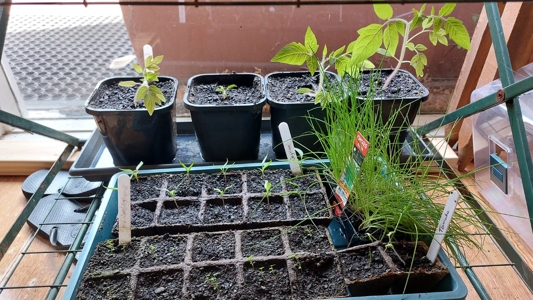 Tomatoes, Cayenne Chillies, Strawberries and Chives