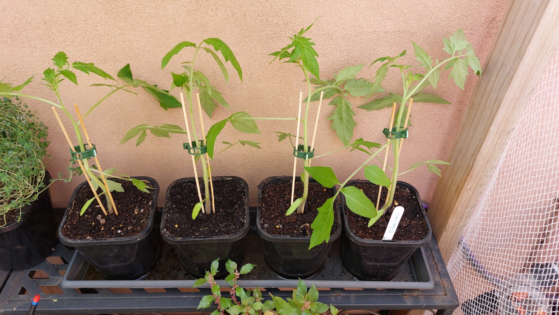 Staked tomatoes